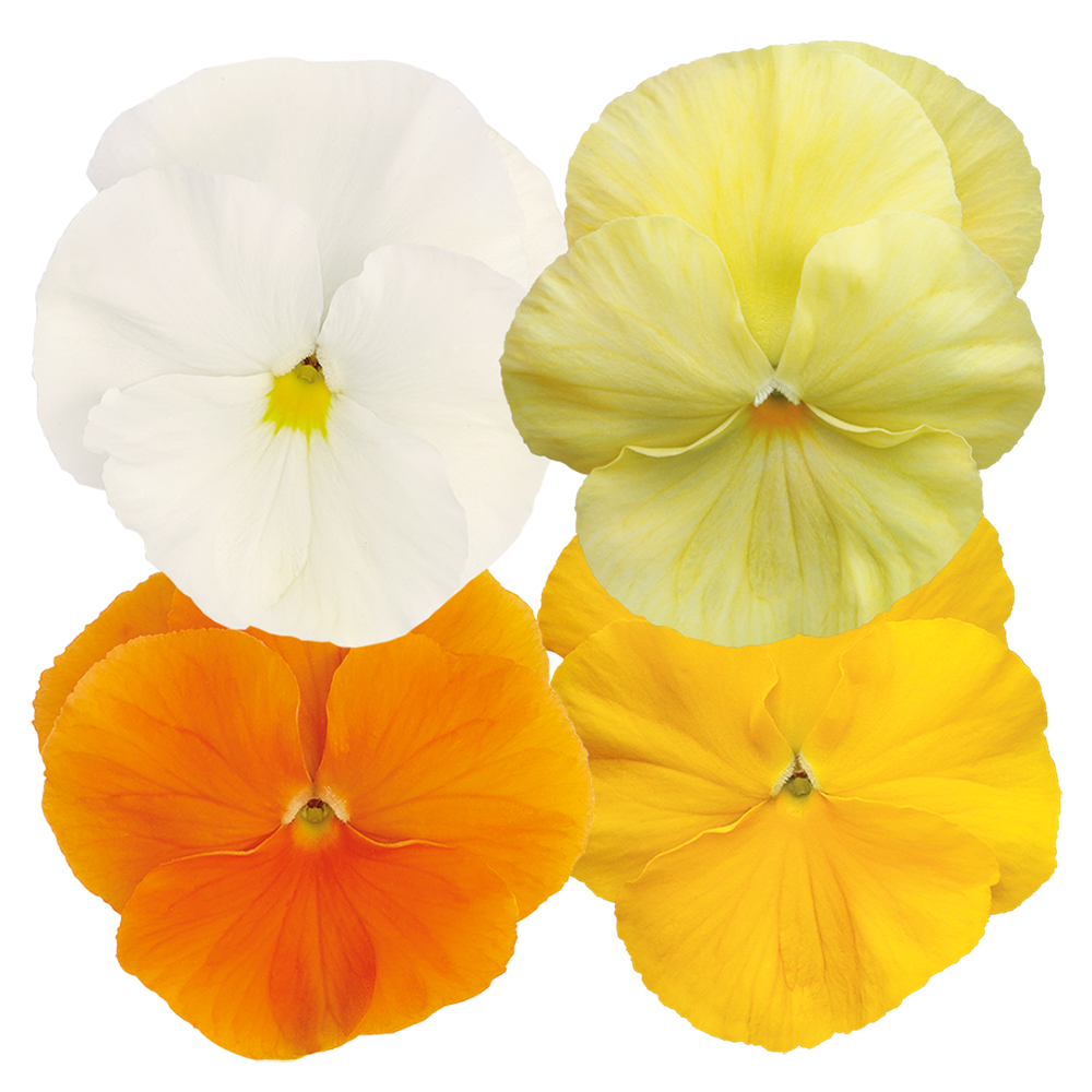 Flower2015ページ Viola wittrockiana F₁ Inspire® Plus Clear Mix | Benary